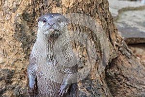 An oriental small-clawed otter / Aonyx cinerea / Asian small-clawed otter