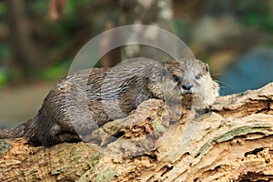 An oriental small-clawed otter , Aonyx cinerea, Asian small-clawed otter.
