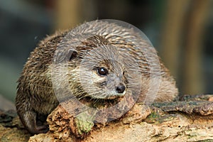 An oriental small-clawed otter , Aonyx cinerea, Asian small-clawed otter.