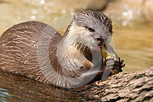 Oriental small-clawed otter, Aonyx cinereus, also known as the Asian small-clawed otter eating fish