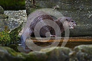 Oriental small-clawed otter, Aonyx cinereus, water mammal in the water, Kalkata, India. Urban wildlife in the town. Nature
