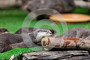 oriental small-clawed otter, Asian small-clawed otter