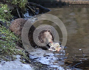 Oriental small-clawed otter eating