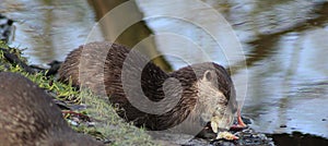 Oriental small-clawed otter eating