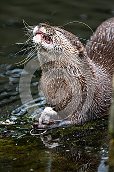 Oriental Small-Clawed Otter Feeding