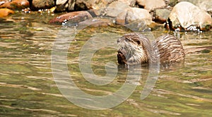 Oriental Small-Clawed Otter foraging