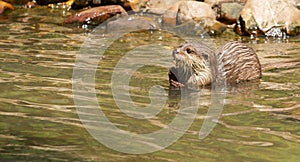 Oriental Small-Clawed Otter foraging