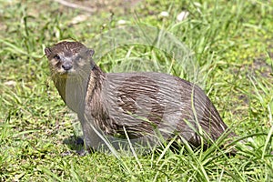Oriental Small-clawed Otter in grass