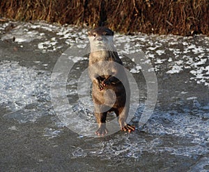 Oriental small-clawed otter on ice