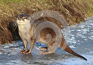 Oriental small-clawed otter on ice