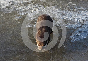 Oriental small-clawed otter on ice
