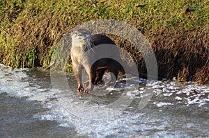 Oriental small-clawed otter on ice