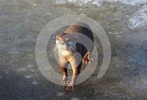 Oriental small-clawed otter on ice