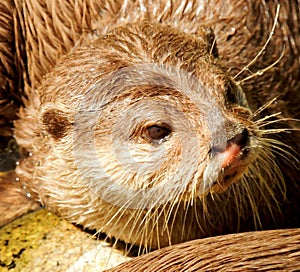 Oriental small clawed otter in Marwell Zoo England