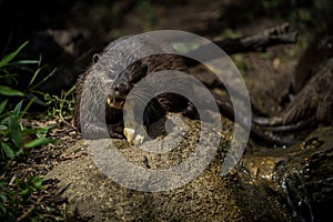 oriental small-clawed otter portrait