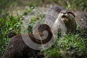 oriental small-clawed otter portrait