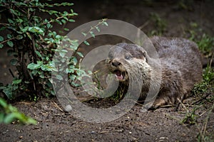 oriental small-clawed otter portrait