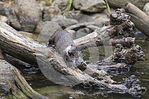 An oriental small-clawed otter shaking off water