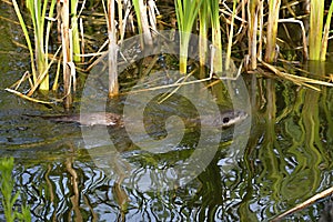 Oriental Small-clawed Otter swimming