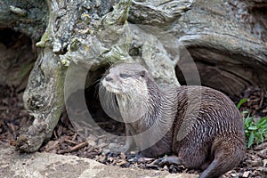 Oriental Small-Clawed Otter by tree stump