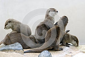 Oriental Small-clawed Otters