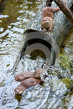 Oriental small-clawed otters