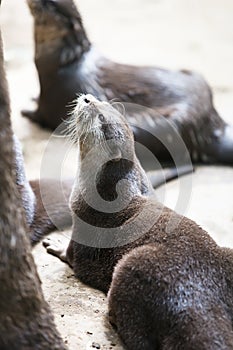 Oriental small-clawed otters