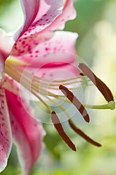 Oriental Stargazer Lily - Lilium