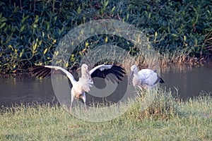 Oriental Stork seeking for food in wetland