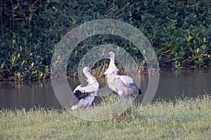 Oriental Stork seeking for food in wetland