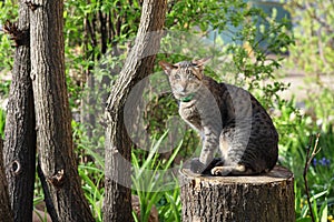 Oriental striped cat. Portrait in nature