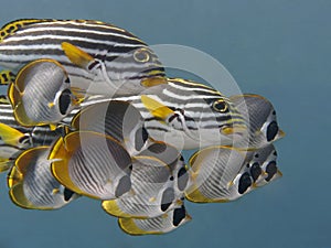 Oriental sweetlip and scholl of Philippine butterflyfish photo
