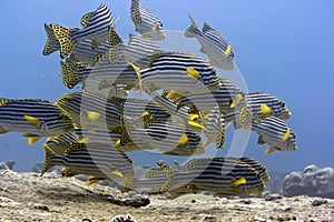 Oriental sweetlips