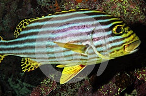 Oriental Sweetlips