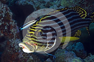 Oriental Sweetlips