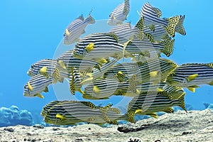 Oriental sweetlips