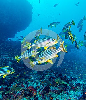 Oriental sweetlips (Plectorhinchus vittatus)