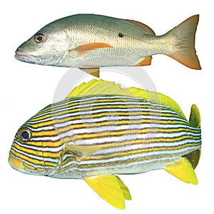 Oriental Sweetlips and Snapper fish isolated on white