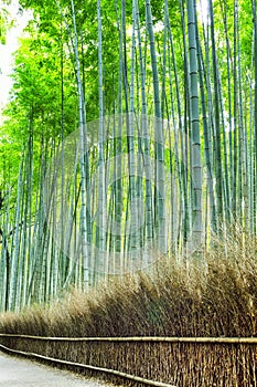 Oriental Tourist Travel Destinations. Sagano Green Bamboo Forest in Japan