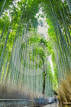 Oriental Travel Destinations. Renowned Sagano Bamboo Forest in Japan With People Passing By photo