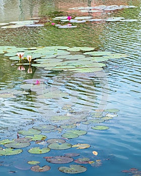 Oriental Tropical swamp with lotus flowers and lotus leaves in calm atmosphere