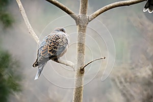 Oriental Turtle Dove