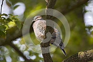 Oriental Turtle-Dove, Oosterse Tortel, Streptopelia orientalis photo