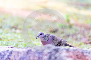 The oriental turtle dove or rufous turtle dove or Columbidae, sitting on the  tree branch