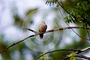 The oriental turtle dove or rufous turtle dove or Columbidae, sitting on the  tree branch