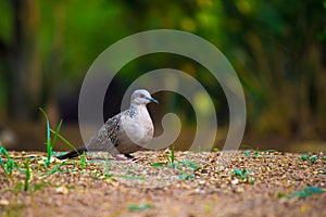 The oriental turtle dove or rufous turtle dove or Columbidae, sitting on the  tree branch