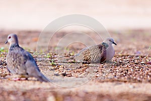 The oriental turtle dove or rufous turtle dove or Columbidae, sitting on the  tree branch
