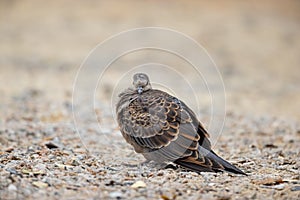 Oriental Turtle Dove Streptopelia orientails perching on ground