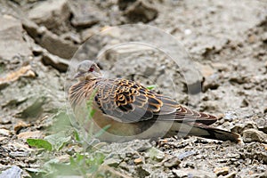 Oriental Turtle Dove, Streptopelia orientalis, Ladakh, Jammu and Kashmir