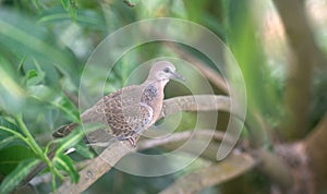 Oriental turtle dove